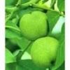 English Walnut Seed Ex...