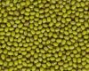 green mung beans