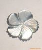 Shell Carving