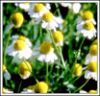 Chamomile Flower