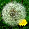 Dandelion Extract Powder