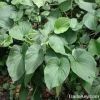 Kava Kava Extract Powder