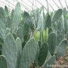 Cactus Extract Powder