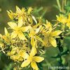 St. John's Wort Extract Powder