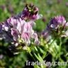 Alfalfa Extract