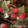 Red Raspberry Extract