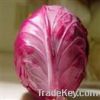Red Cabbage