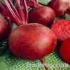 Red Beet