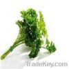 Parsley Extract