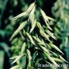 Oat Extract