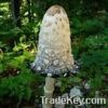Coprinus Comatus Mushr...