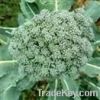 Broccoli Extract