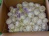 fresh garlic