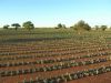 Hoodia Gordonii Powder