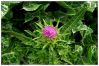 Milk Thistle Extract 8...
