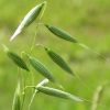 Green Oat Extract