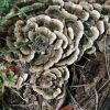 Coriolus Versicolor Mu...