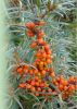 Sea buckthorn