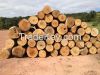 American RED OAK Logs ...