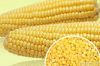 canned sweet corn