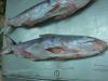 FROZEN CATFISH WHITE M...