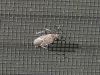 fiberglass window screen