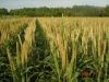 Maize | Maize Exporter...