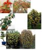 alive bonsai, alive bo...