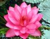 Water Lily Plants For ...