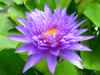 Water Lily Plants For ...