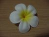 Plumeria Floating Flower