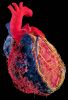 Blood Vessels Of Heart