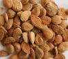 apricot kernel