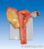 medical manikins