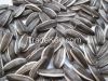 2014 crop confectionary sunflower seeds for sale