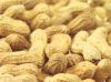 peanut in shell