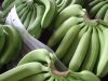 Fresh Cavendish Banana - Philippines