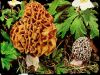 MORCHELLA  MUSHROOM