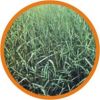 Pasture seeds for live...