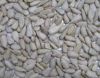 Chinese Hulled Sunflower Kernels