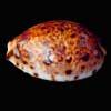 seashells
