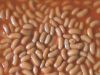 canned baked beans in ...