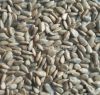 sunflower kernels