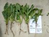 Isatidis,Astragalus,Sc...