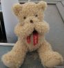 plush shy bear teddy b...