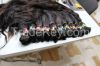 Uzbek Human Hair supplier