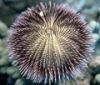 Green Sea Urchin (Lati...