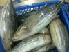 LAND FROZEN SKIPJACK T...