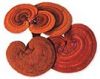 Reishi Spore Oil and S...