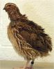 Quail, Quail meat, qua...